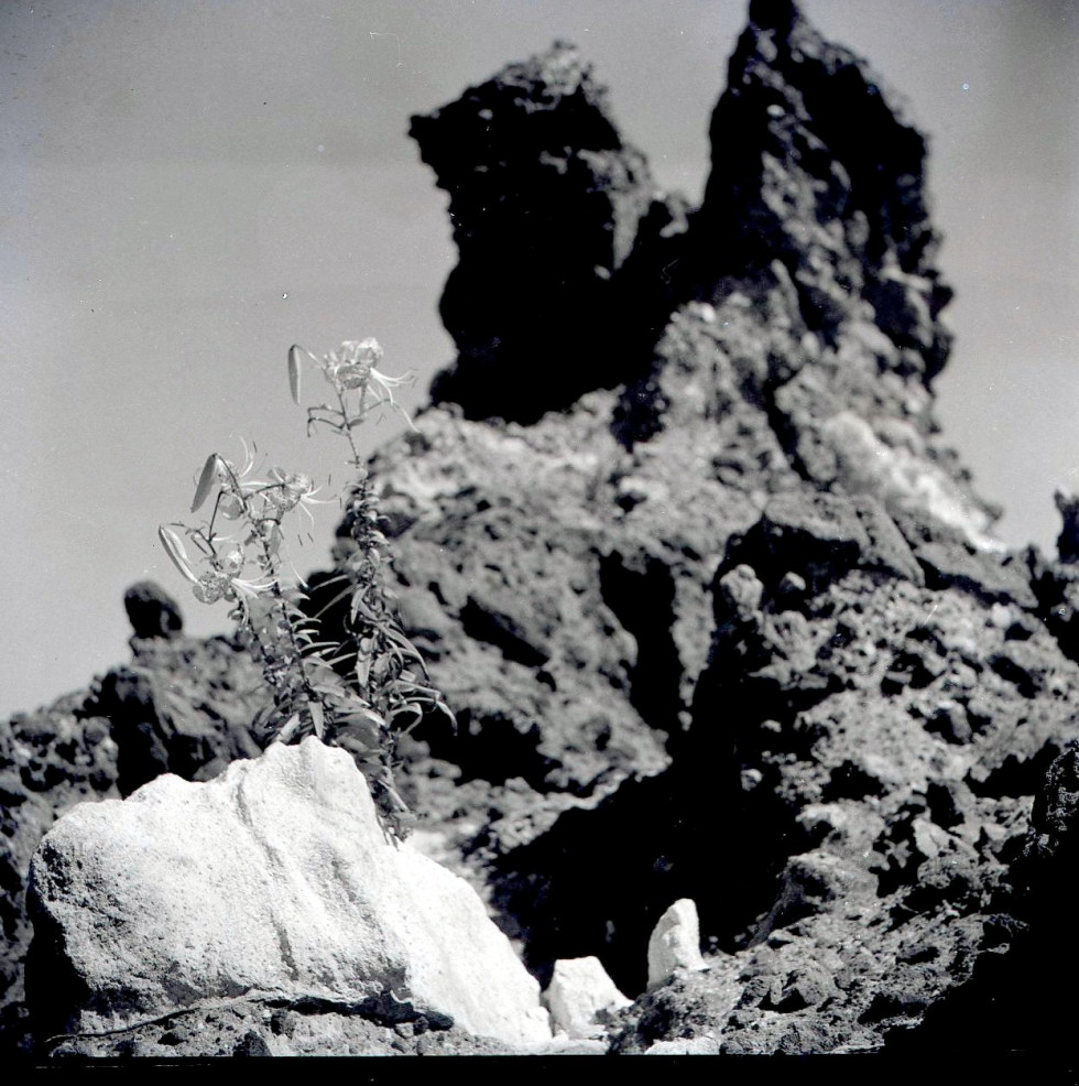 1947_독도_난.jpg