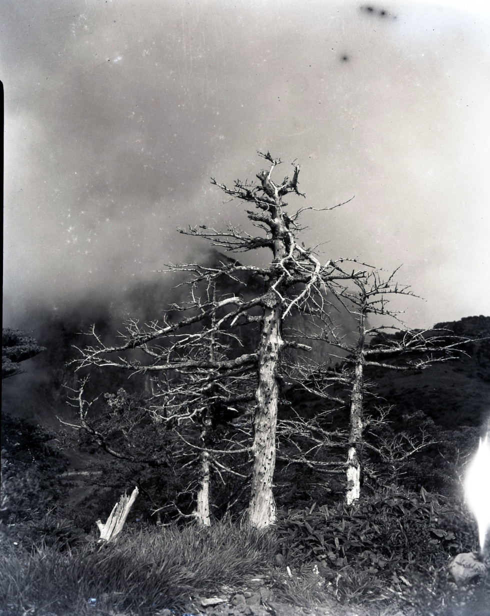 지리산고사목.jpg