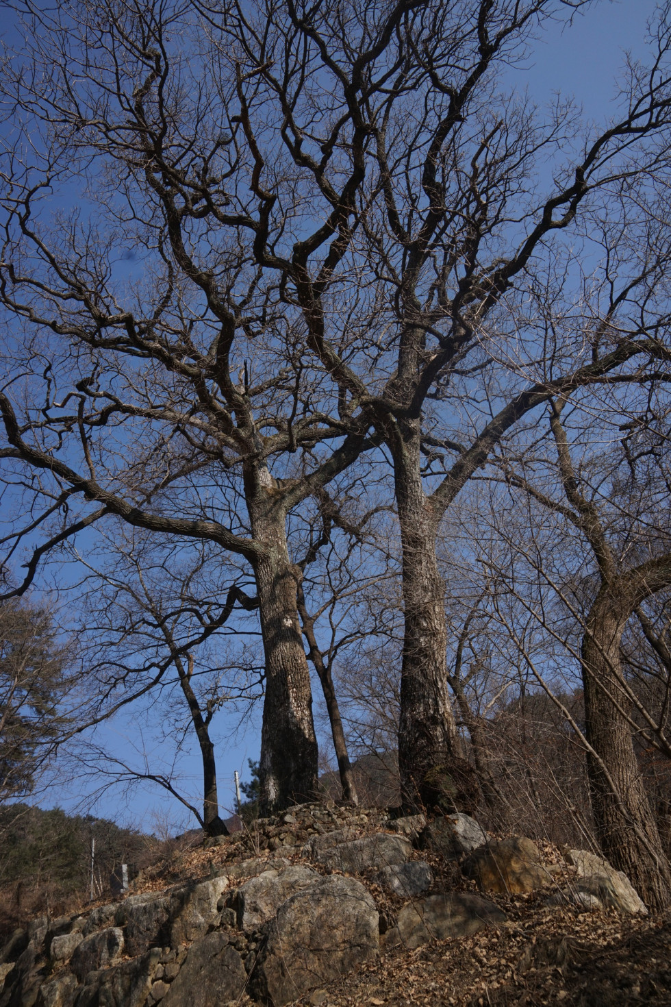 DSC01037.JPG