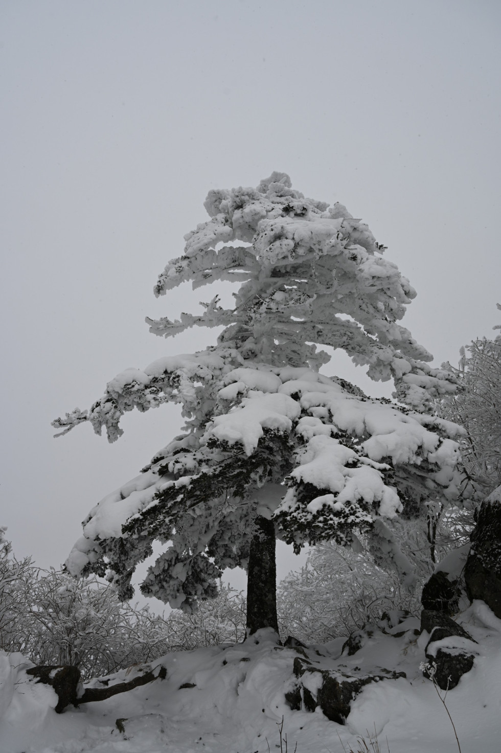 DSC_1523.JPG