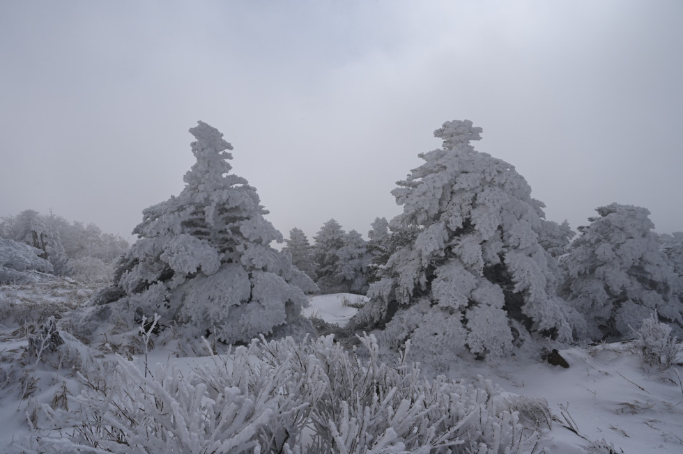 DSC_1601.JPG